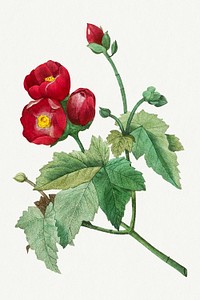 Vintage Purple Mallow flower psd botanical illustration, remixed from artworks by Pierre-Joseph Redout&eacute;