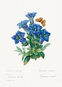 Gentiana Acaulis by <a href="https://www.rawpixel.com/search/redoute?sort=curated&amp;page=1">Pierre-Joseph Redout&eacute;</a> (1759&ndash;1840). Original from Biodiversity Heritage Library. Digitally enhanced by rawpixel.
