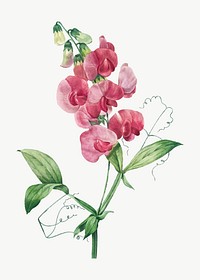 Everlasting Pea flower vector botanical illustration, remixed from artworks by Pierre-Joseph Redout&eacute;
