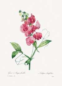 Everlasting Pea by <a href="https://www.rawpixel.com/search/redoute?sort=curated&amp;page=1">Pierre-Joseph Redout&eacute;</a> (1759&ndash;1840). Original from Biodiversity Heritage Library. Digitally enhanced by rawpixel.