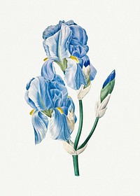 Vintage Iris Pallida flower psd botanical art print, remixed from artworks by Pierre-Joseph Redout&eacute;