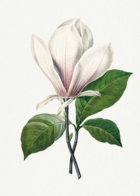 Botanical Magnolia Soulangeana flower psd illustration, remixed from artworks by Pierre-Joseph Redouté