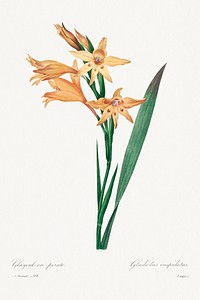 Gladiolus by <a href="https://www.rawpixel.com/search/redoute?sort=curated&amp;page=1">Pierre-Joseph Redout&eacute;</a> (1759&ndash;1840). Original from Biodiversity Heritage Library. Digitally enhanced by rawpixel.