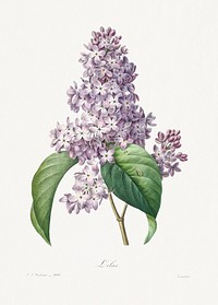 Lilac by <a href="https://www.rawpixel.com/search/redoute?sort=curated&amp;page=1">Pierre-Joseph Redout&eacute;</a> (1759&ndash;1840). Original from Biodiversity Heritage Library. Digitally enhanced by rawpixel.