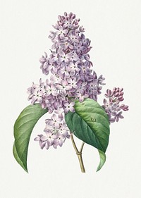 Lilac flower psd botanical art print, remixed from artworks by Pierre-Joseph Redout&eacute;