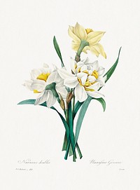 Double Daffodil by <a href="https://www.rawpixel.com/search/redoute?sort=curated&amp;page=1">Pierre-Joseph Redout&eacute;</a> (1759&ndash;1840). Original from Biodiversity Heritage Library. Digitally enhanced by rawpixel.
