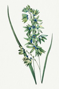 African Corn Lily flower psd vintage botanical art print, remixed from artworks by Pierre-Joseph Redout&eacute;