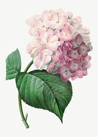 Hydrangea flower vector vintage botanical art print, remixed from artworks by Pierre-Joseph Redout&eacute;
