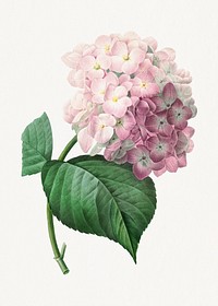 Hydrangea by <a href="https://www.rawpixel.com/search/redoute?sort=curated&amp;page=1">Pierre-Joseph Redout&eacute;</a> (1759&ndash;1840). Original from Biodiversity Heritage Library. Digitally enhanced by rawpixel.