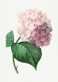 Hydrangea flower psd vintage botanical art print, remixed from artworks by Pierre-Joseph Redout&eacute;
