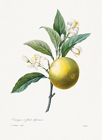 Orange by <a href="https://www.rawpixel.com/search/redoute?sort=curated&amp;page=1">Pierre-Joseph Redout&eacute;</a> (1759&ndash;1840). Original from Biodiversity Heritage Library. Digitally enhanced by rawpixel.