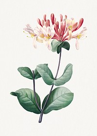 Honeysuckle by Pierre-Joseph Redouté (1759–1840). Original from Biodiversity Heritage Library. Digitally enhanced by rawpixel.