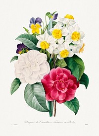 Camellia Narcissus and Pansy bouquet by <a href="https://www.rawpixel.com/search/redoute?sort=curated&amp;page=1">Pierre-Joseph Redout&eacute;</a> (1759&ndash;1840). Original from Biodiversity Heritage Library. Digitally enhanced by rawpixel.