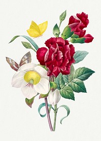 Hellebore and Oeillet flower vector vintage botanical art print, remixed from artworks by Pierre-Joseph Redout&eacute;