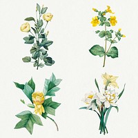 Yellow flower psd botanical illustration set, remixed from artworks by Pierre-Joseph Redouté