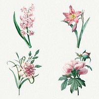 Botanical pink flower psd art print set, remixed from artworks by Pierre-Joseph Redout&eacute;