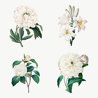 White flower vector botanical illustration set, remixed from artworks by Pierre-Joseph Redouté