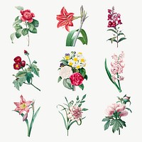 Flower botanical vector art print set, remixed from artworks by Pierre-Joseph Redout&eacute;