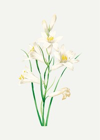 White lily flower botanical vector, remixed from artworks by Pierre-Joseph Redout&eacute;