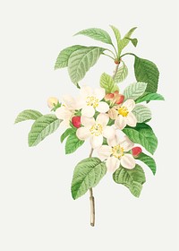 Crab apple flower vector, remixed from artworks by Pierre-Joseph Redout&eacute;
