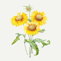 Blanket flower botanical vector, remixed from artworks by Pierre-Joseph Redout&eacute;