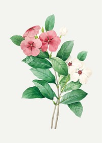 Periwinkle flower botanical vector, remixed from artworks by Pierre-Joseph Redout&eacute;