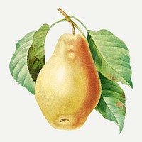Pear fruit botanical vector, remixed from artworks by Pierre-Joseph Redout&eacute;