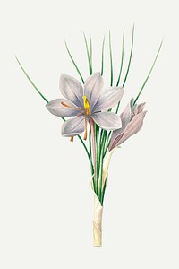 Autumn crocus flower botanical vector, remixed from artworks by Pierre-Joseph Redout&eacute;