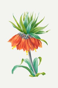 Kaiser's crown flower botanical vector, remixed from artworks by Pierre-Joseph Redouté