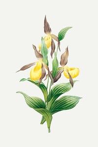 Yellow lady slipper orchid vector, remixed from artworks by Pierre-Joseph Redout&eacute;