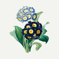 Cowslip primrose flower botanical vector, remixed from artworks by Pierre-Joseph Redout&eacute;
