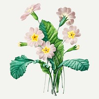 Common primrose flower vector, remixed from artworks by Pierre-Joseph Redout&eacute;