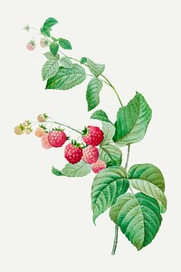 Raspberry botanical illustration vector, remixed from artworks by Pierre-Joseph Redout&eacute;