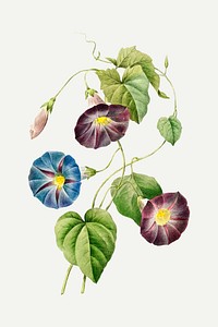 Morning glory flower vector, remixed from artworks by Pierre-Joseph Redout&eacute;