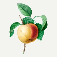 Apple botanical illustration vector, remixed from artworks by Pierre-Joseph Redout&eacute;