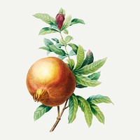 Pomegranate botanical vector, remixed from artworks by Pierre-Joseph Redout&eacute;