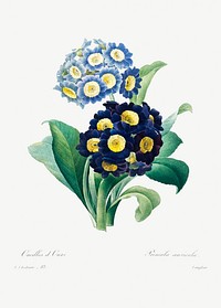 Cowslip primrose by Pierre-Joseph Redouté (1759–1840). Original from Biodiversity Heritage Library. Digitally enhanced by rawpixel.