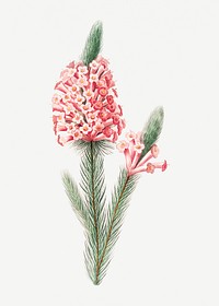 Heather flower psd botanical illustration, remixed from artworks by Pierre-Joseph Redout&eacute;