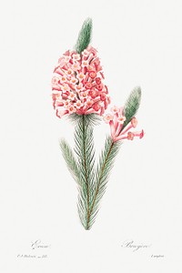 Heather by <a href="https://www.rawpixel.com/search/redoute?sort=curated&amp;page=1">Pierre-Joseph Redout&eacute;</a> (1759&ndash;1840). Original from Biodiversity Heritage Library. Digitally enhanced by rawpixel.