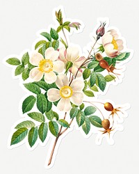 White rose of york flower sticker design resource