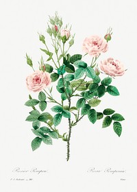 Rosier pompon by <a href="https://www.rawpixel.com/search/redoute?sort=curated&amp;page=1">Pierre-Joseph Redout&eacute;</a> (1759&ndash;1840). Original from Biodiversity Heritage Library. Digitally enhanced by rawpixel.