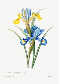 Spanish iris by <a href="https://www.rawpixel.com/search/redoute?sort=curated&amp;page=1">Pierre-Joseph Redout&eacute;</a> (1759&ndash;1840). Original from Biodiversity Heritage Library. Digitally enhanced by rawpixel.