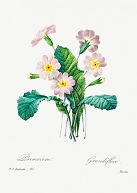 Common primrose by Pierre-Joseph Redout&eacute; (1759&ndash;1840). Original from Biodiversity Heritage Library. Digitally enhanced by rawpixel.