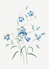 Campanule flower psd botanical illustration, remixed from artworks by Pierre-Joseph Redout&eacute;