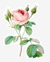 Cabbage rose sticker design resource 