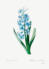 Blue hyacinth by <a href="https://www.rawpixel.com/search/redoute?sort=curated&amp;page=1">Pierre-Joseph Redout&eacute;</a> (1759&ndash;1840). Original from Biodiversity Heritage Library. Digitally enhanced by rawpixel.