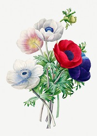 Anemone flower psd botanical illustration, remixed from artworks by Pierre-Joseph Redout&eacute;