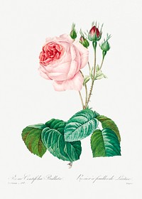Cabbage rose by <a href="https://www.rawpixel.com/search/redoute?sort=curated&amp;page=1">Pierre-Joseph Redout&eacute;</a> (1759&ndash;1840). Original from Biodiversity Heritage Library. Digitally enhanced by rawpixel.