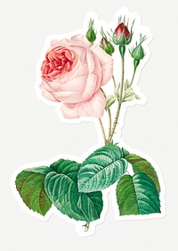 Cabbage rose sticker design resource 