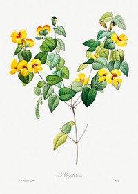Handsome flat-pea by <a href="https://www.rawpixel.com/search/redoute?sort=curated&amp;page=1">Pierre-Joseph Redout&eacute;</a> (1759&ndash;1840). Original from Biodiversity Heritage Library. Digitally enhanced by rawpixel.